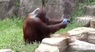 Tiziz Orangutanın Sevimli Halleri