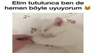 Kedinin Elini Tutunca Uyuması