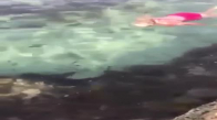 Avustralya'lı Kadının Köpek Balığını Kucaklayarak Açık Denize Atması