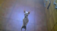 İspanyol Dansı Yapan Köpek