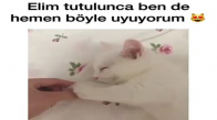 Kedinin Patisini Tutuğu An Hemen Uykuya Dalıyor 