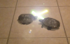 Yıldız Savaşları Kaplumbağaları