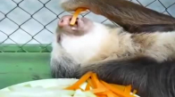 Koalaların Yemek Yemesi