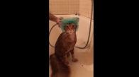 Banyo Yaparken Sakin Duran Kedi