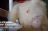 İlk Kez Karşılaşılan Albino Orangutan Artık Daha İyi 