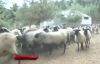 Ukrayna'dan Beşiz Doğuran Koyun Getirdi, Siparişlere Yetişemiyor