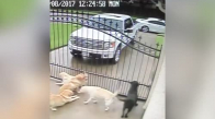 Postacıyı Görünce Sevinen Köpekler