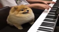 muhteşem köpek piyano çalıyor ooo