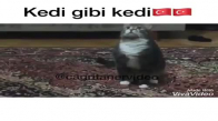 İstiklal Marşını Duyunca Saygıya Geçen Kedi