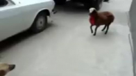 Köpeğe Saldıran Koç