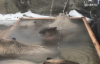 Sauna Sefası Süre Kapibara 