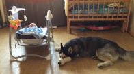 Ağlayan Bebeği Sakinleştiren Köpek
