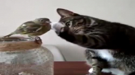 Kedi Kuşa Narin Dokunuşu