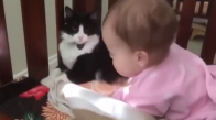 Bebekle Oynayan Kedi
