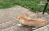 Merdivenlerden Korkarak İnen Sevimli Köpek