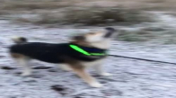 Karla Savaşan Avcı Köpeği