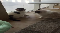 Kedilerin Birbirine Sırnaşması