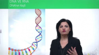 EBA BİYOLOJİ LİSE - NÜKLEİK ASİTLERİN KEŞFİ VE ÖNEMİ - DNA VE RNA - DNA'NIN KEŞFİ