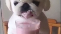 Milkshake İçen Sevimli Köpek