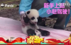 Panda Kardeşlerin Sevimli Hareketleri