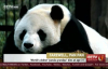 Dünyanın En Yaşlı Erkek Pandası 'Pan Pan' 31 Yaşında Öldü