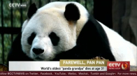 Dünyanın En Yaşlı Erkek Pandası 'Pan Pan' 31 Yaşında Öldü