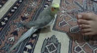 Sultan Papağan Marş Söylüyor