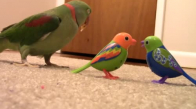 Oyuncaklara Gıcık Olan Papağan
