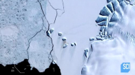 NASA: İmparator Penguenlerin Dışkıları Uzaydan Görülebiliyor