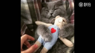 En Sevdiği Oyuncak Olmadan Uyuyamayan Kedi 