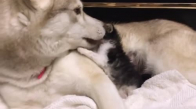 Yavru Kedi Ve Köpeğin Sevimli Anları