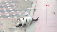 Ölen Yavrusunun Başından Ayrılmayan Anne Kedi