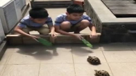 Kaplumbağaları Besleyen Ufaklıklar
