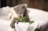 Çok Tatlı Bi Koala