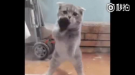 Kediden Cam Dansı