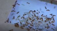 Karıncaların Dünyası - HD Türkçe Dublaj Belgesel