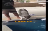 Yüzme Dersinde Suya Girmeye Korkan Köpek