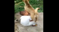 Köpek Memesinden Süt İçen Erkek Çocuk
