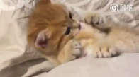 Arkadaşının Yatmasına İzin Vermeyen Minik Kedicik