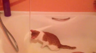 Küvetin İçinde Akan Su İle Oynayan Kedi