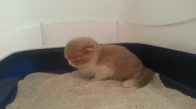 Yavru Kedi Tuvalette Viyaklıyor