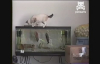 Akvaryumdan Balık Tutmaya Çalışan Kedi