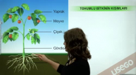 EBA BİYOLOJİ LİSE - BİTKİ BİYOLOJİSİ - BİTKİLERİN YAPISI; MERİSTEM DOKU VE TEMEL DOKU - TOHUMLU BİTKİLERİN TEMEL KISIMLARI , BİTKİSEL DOKULARIN GRUPLANDIRILMASI
