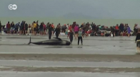 Kıyıya vuran 300 balina öldü 