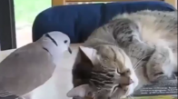 Arkadaşı Kediyi Uyandırmaya Çalışan Güvercin