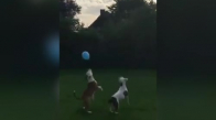 Balonla Oynayan Sevimli Köpekler