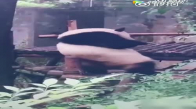 Deli Gibi Kaşınan Panda