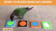 Çok Akıllı Bir Kuş