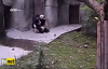 Bakıcının Pandalarla Zor Anları