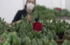 Krizi fırsata çeviren çiçek sektörü, 90 milyon dolarlık ihracat yaptı
